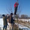 Zimování a jaro - Prořez stromů