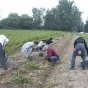  - Slizeň brambor s dobrovolníky