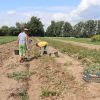  - Rodinný workcamp a sběr brambor