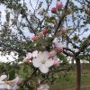 Jaro - Kvetoucí jabloň